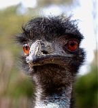 To answer what is emu oil, first ask, what is an emu?